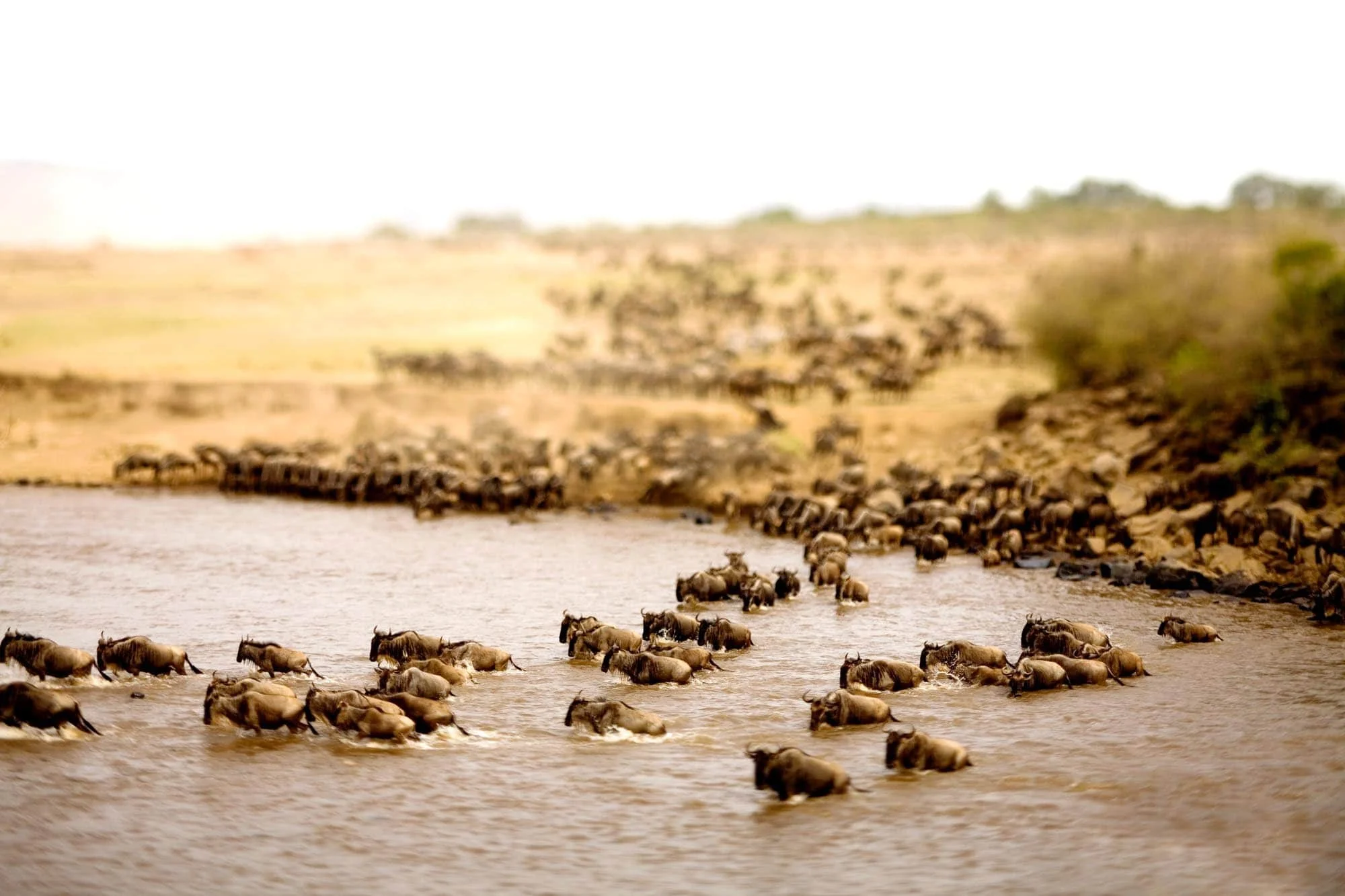 Timeless Africa Safaris image