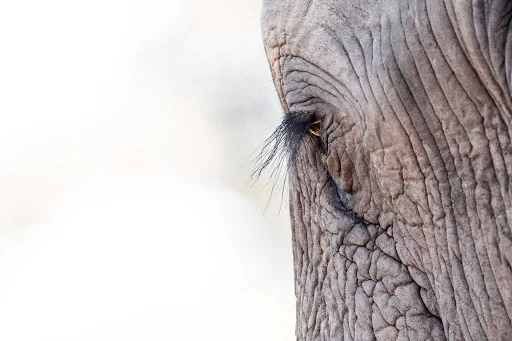 Timeless Africa Safaris image