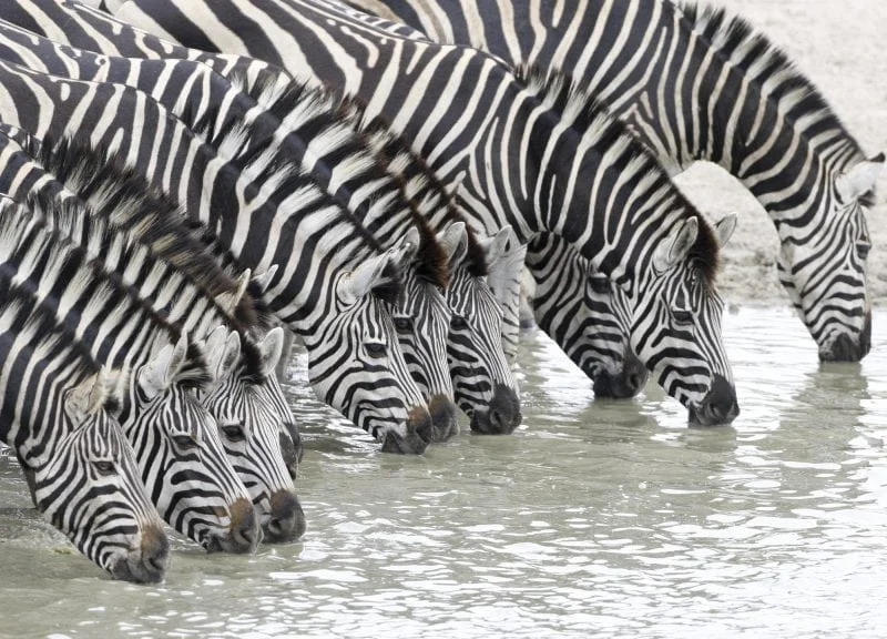 Timeless Africa Safaris image