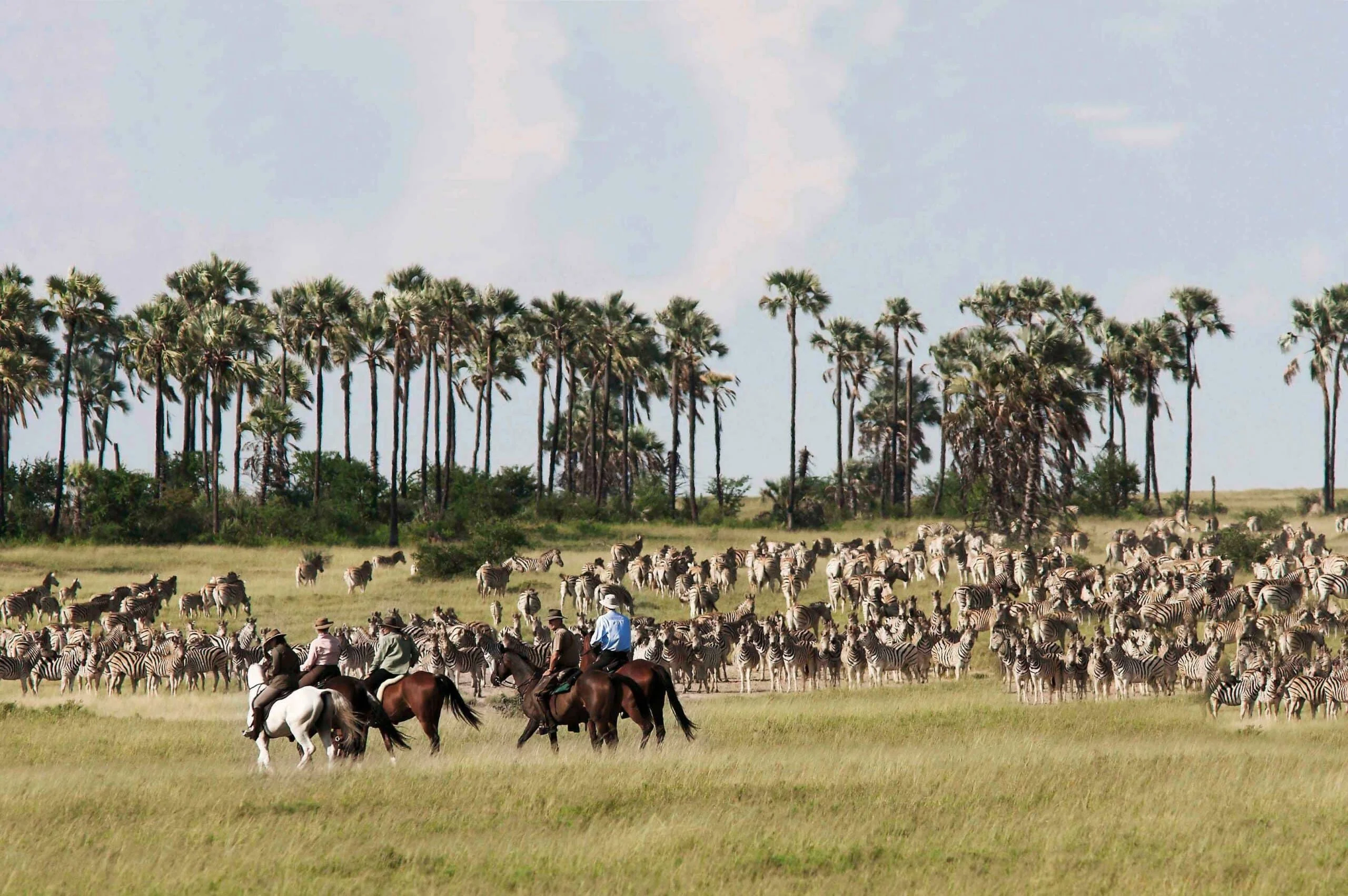 Timeless Africa Safaris image