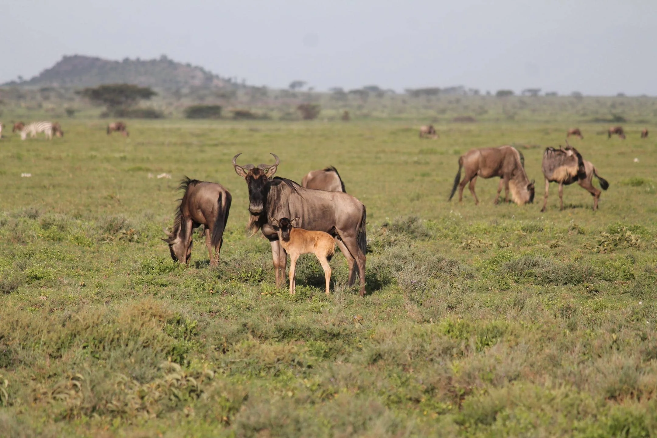 Timeless Africa Safaris image