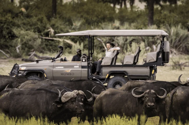 Timeless Africa Safaris image