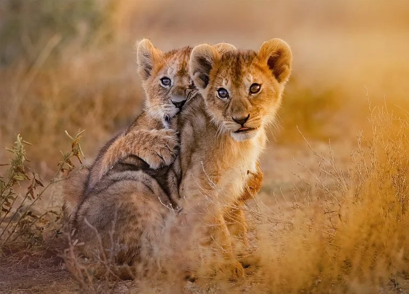 Timeless Africa Safaris image