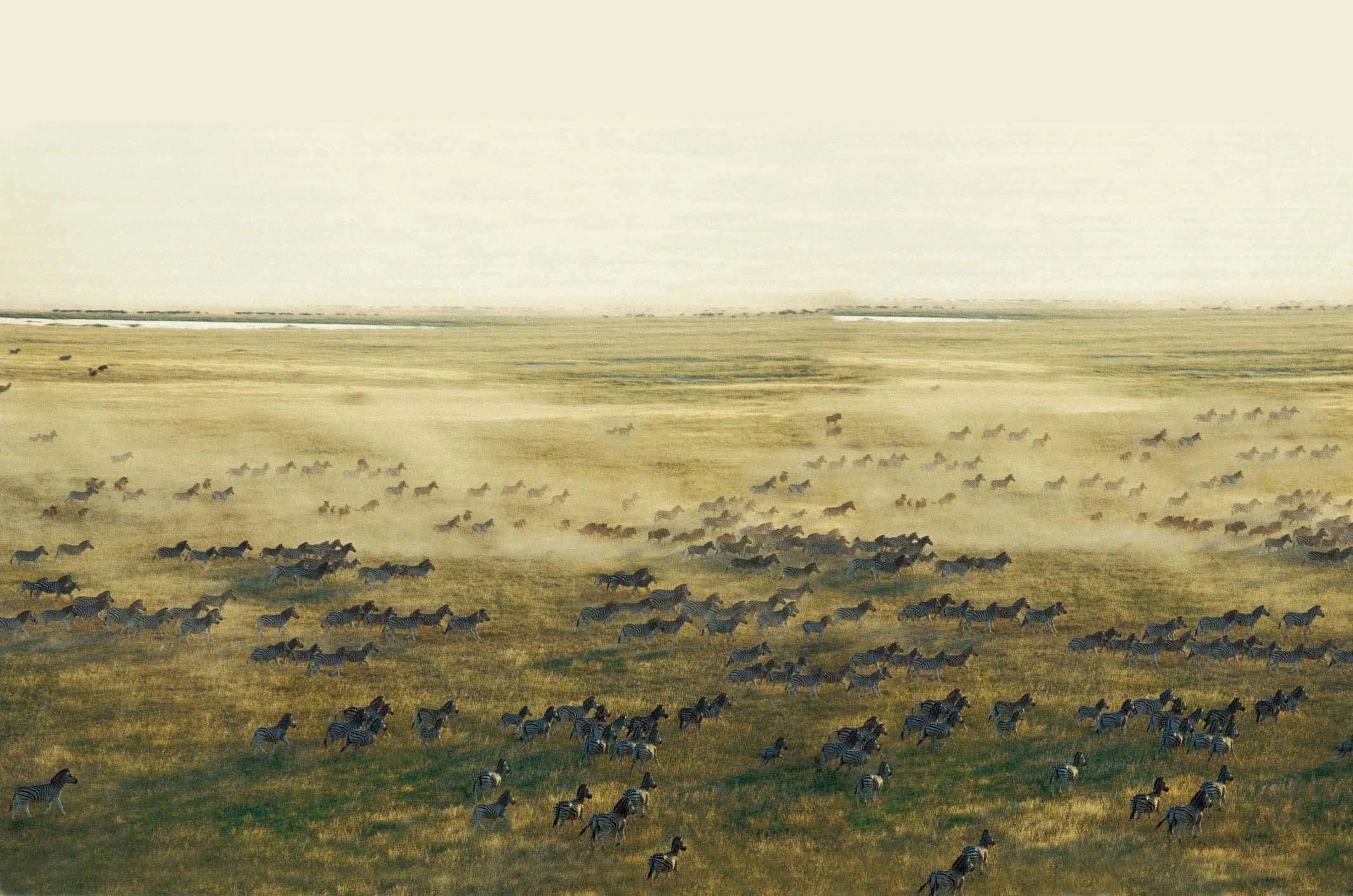 Timeless Africa Safaris image