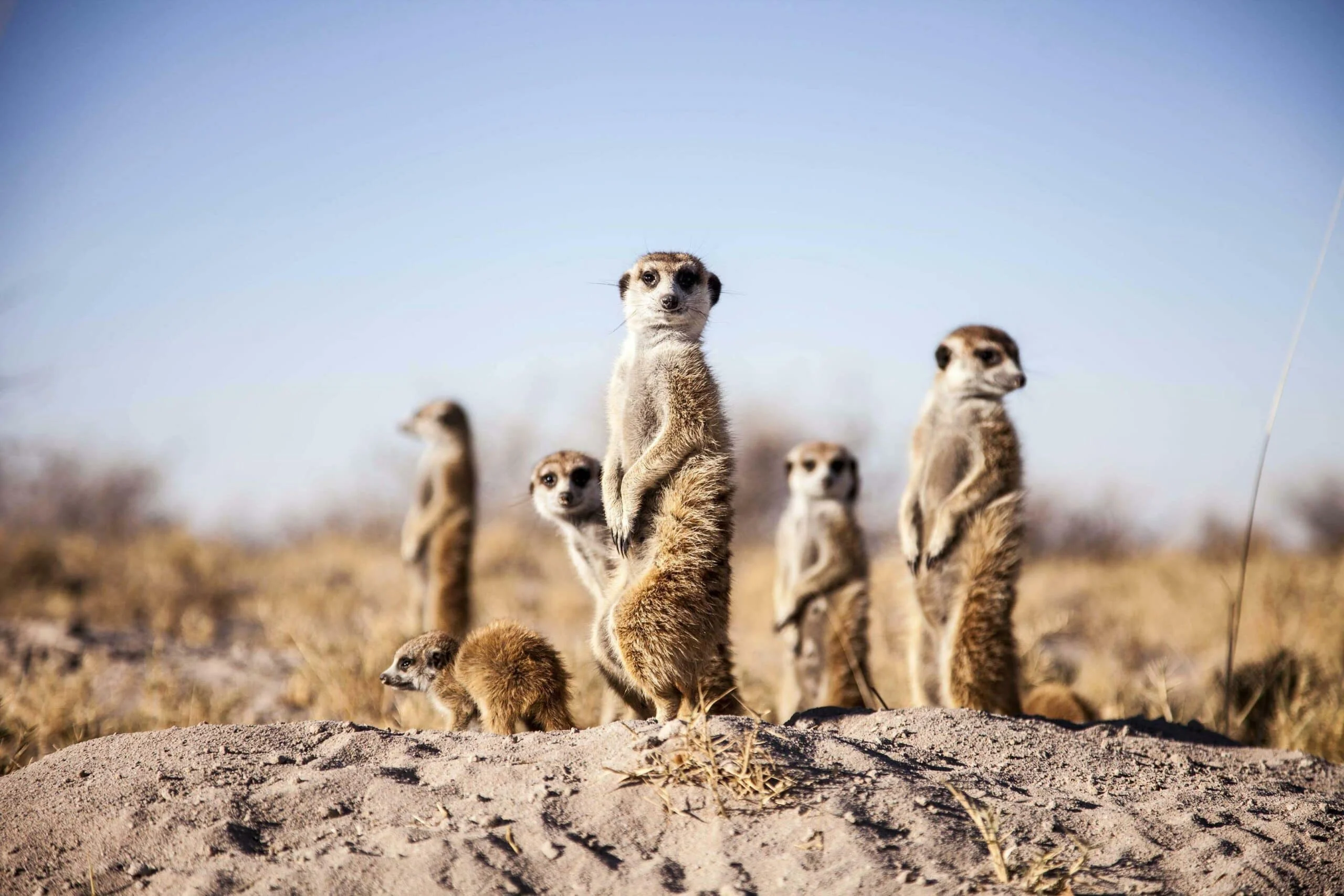 Timeless Africa Safaris image