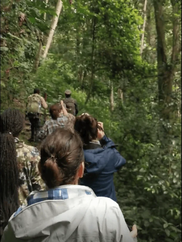 Trekkers in Rwanda looking at chimps in the trees