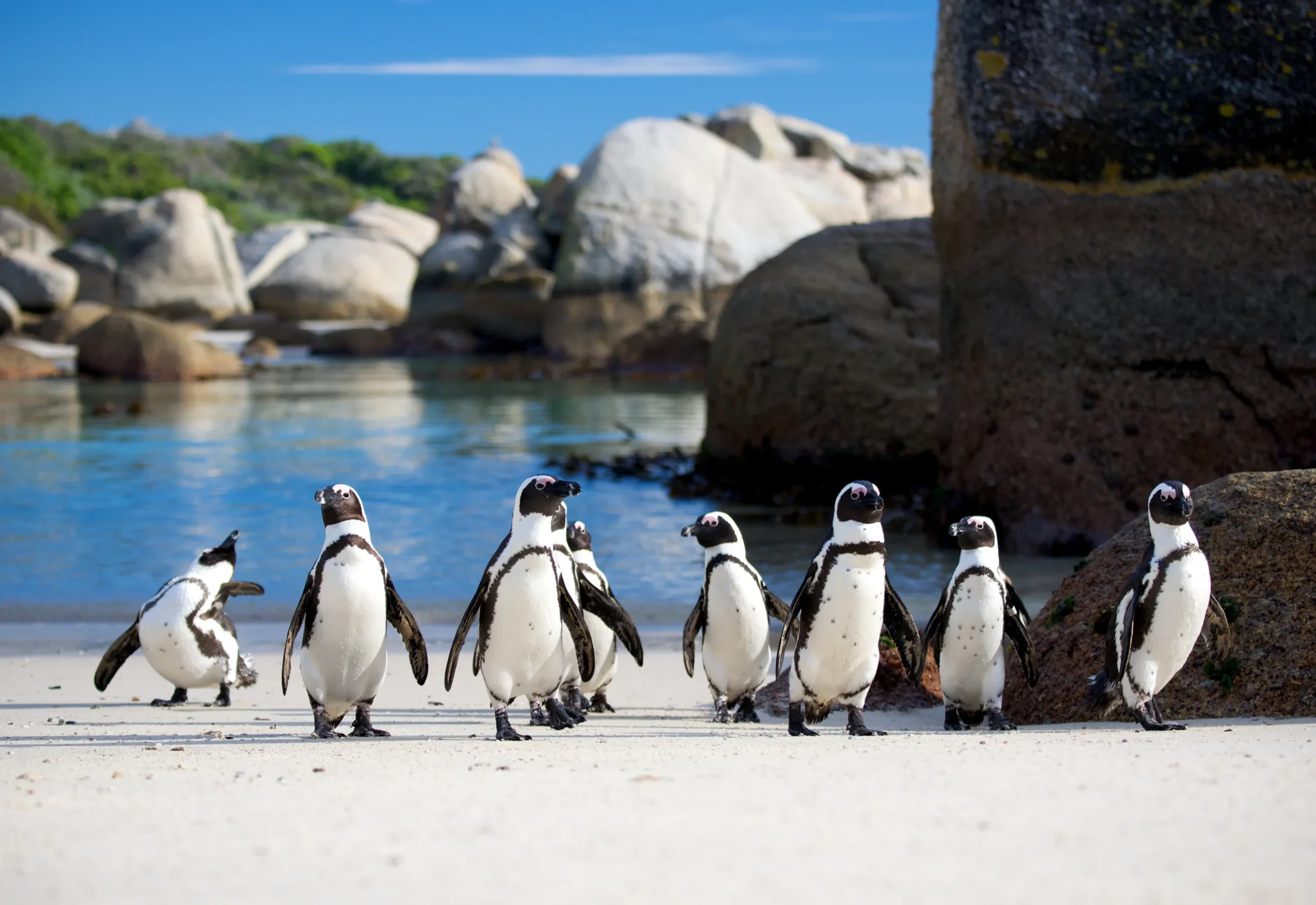 Timeless Africa Safaris image