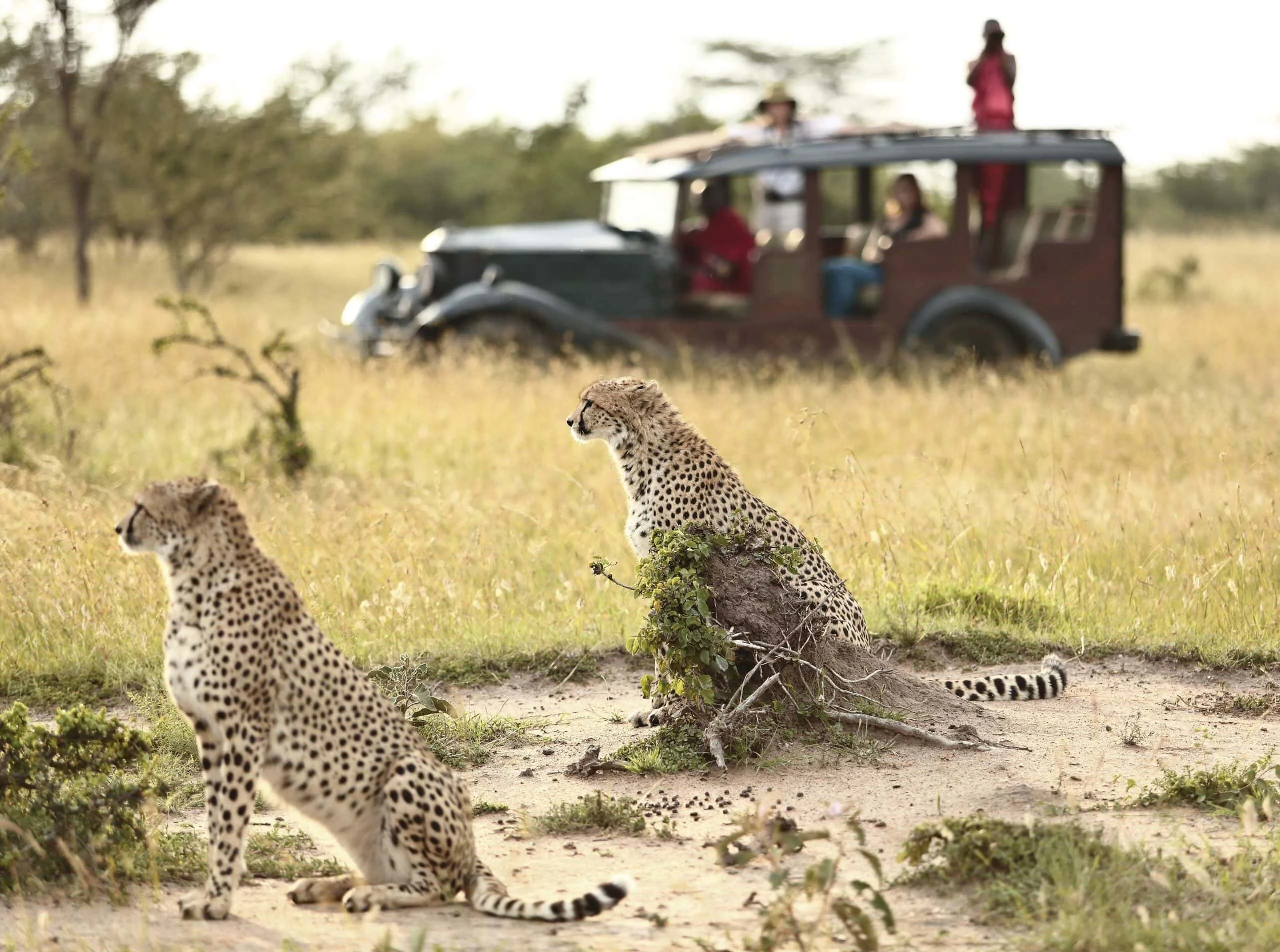 A safari game drive at Cottars Safari Camp in Ol Derkesi Community Conservancy