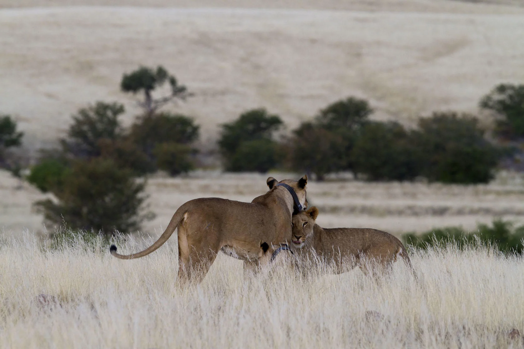 Timeless Africa Safaris image