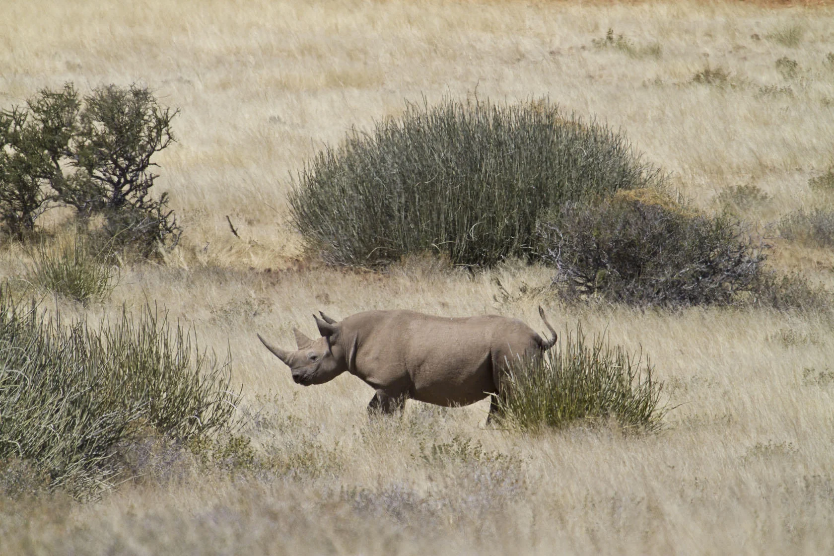 Timeless Africa Safaris image