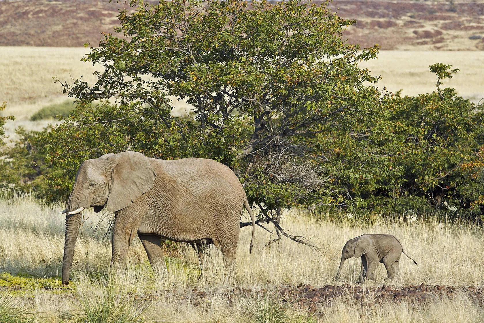 Timeless Africa Safaris image