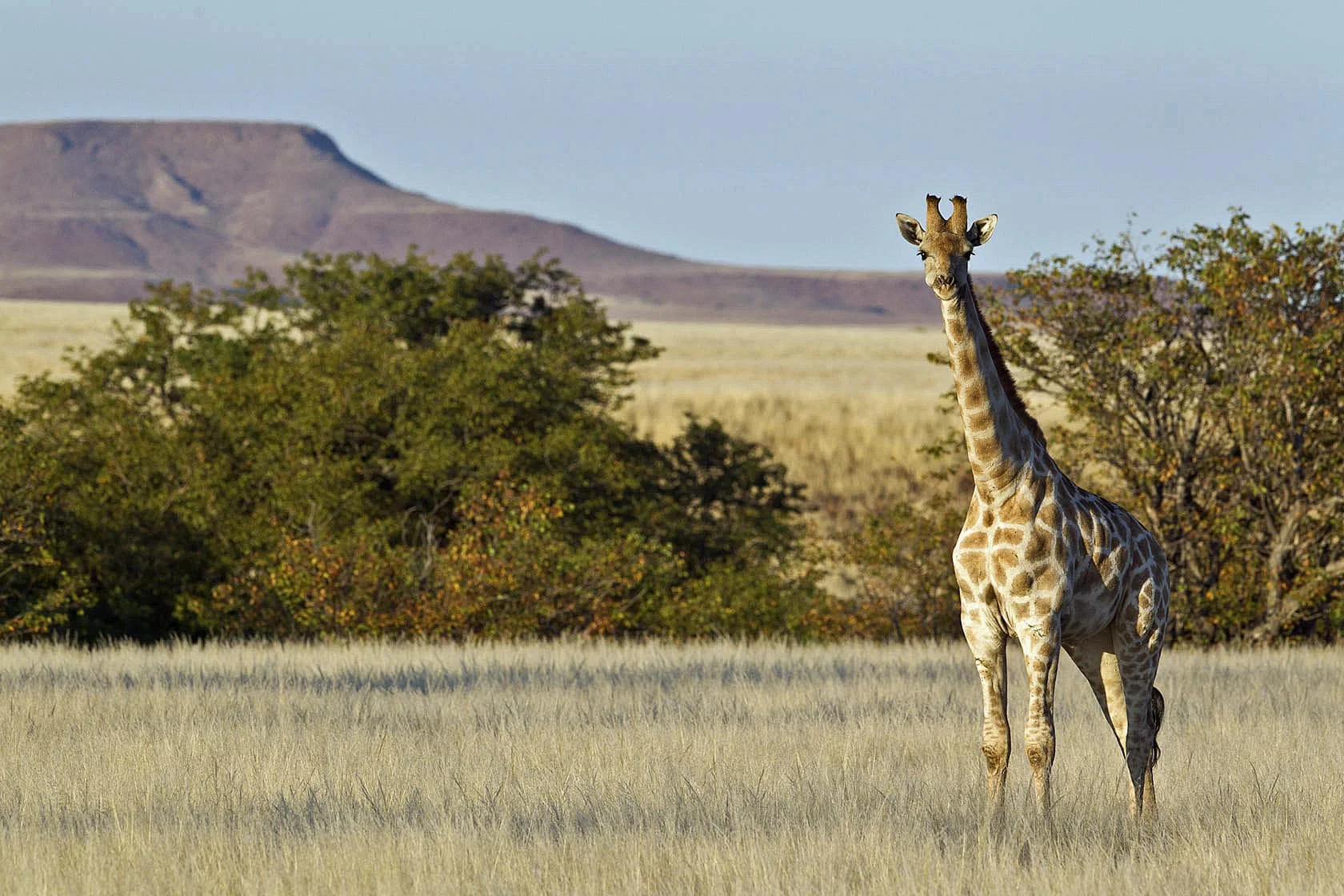 Timeless Africa Safaris image