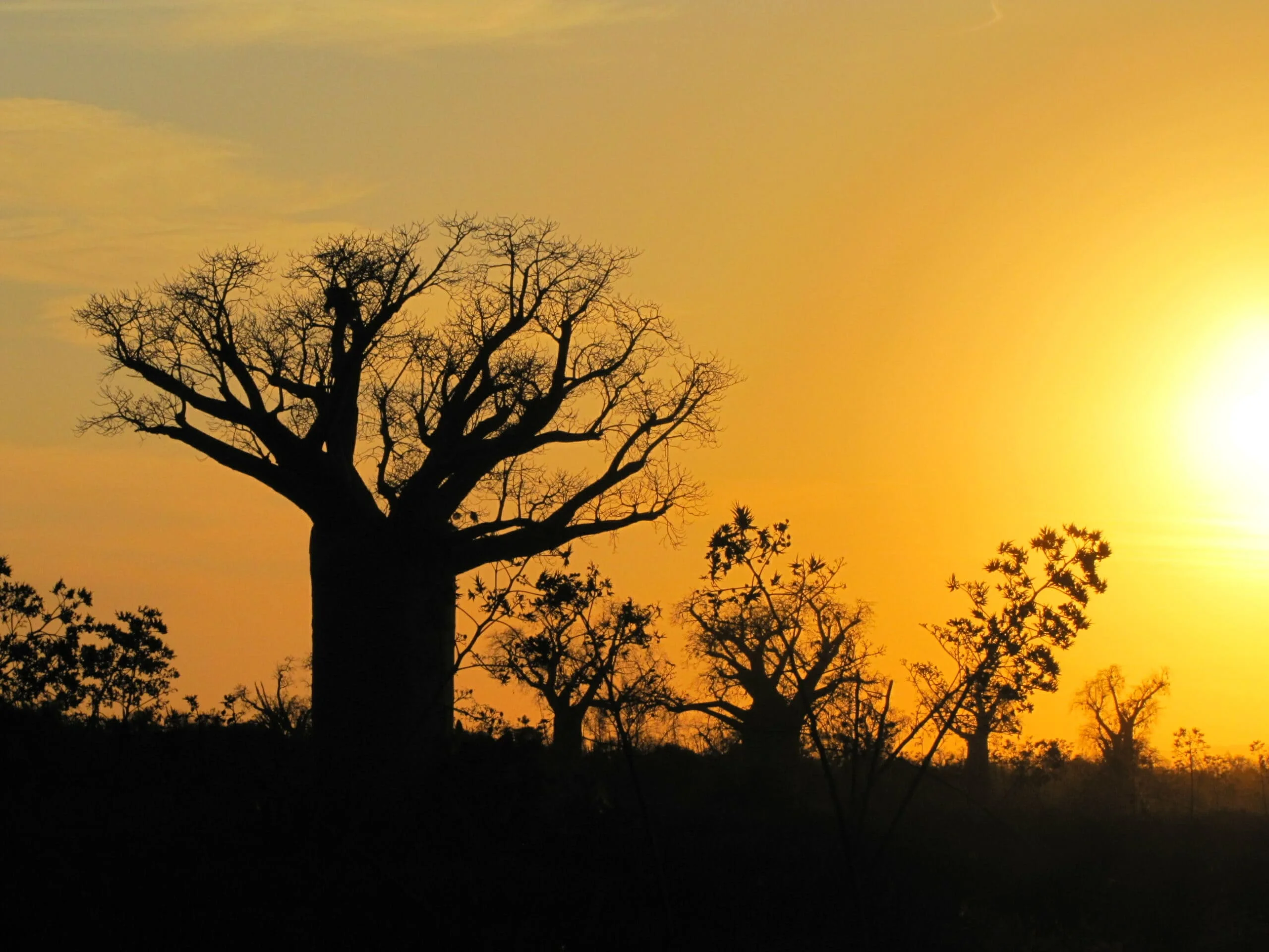 Timeless Africa Safaris image