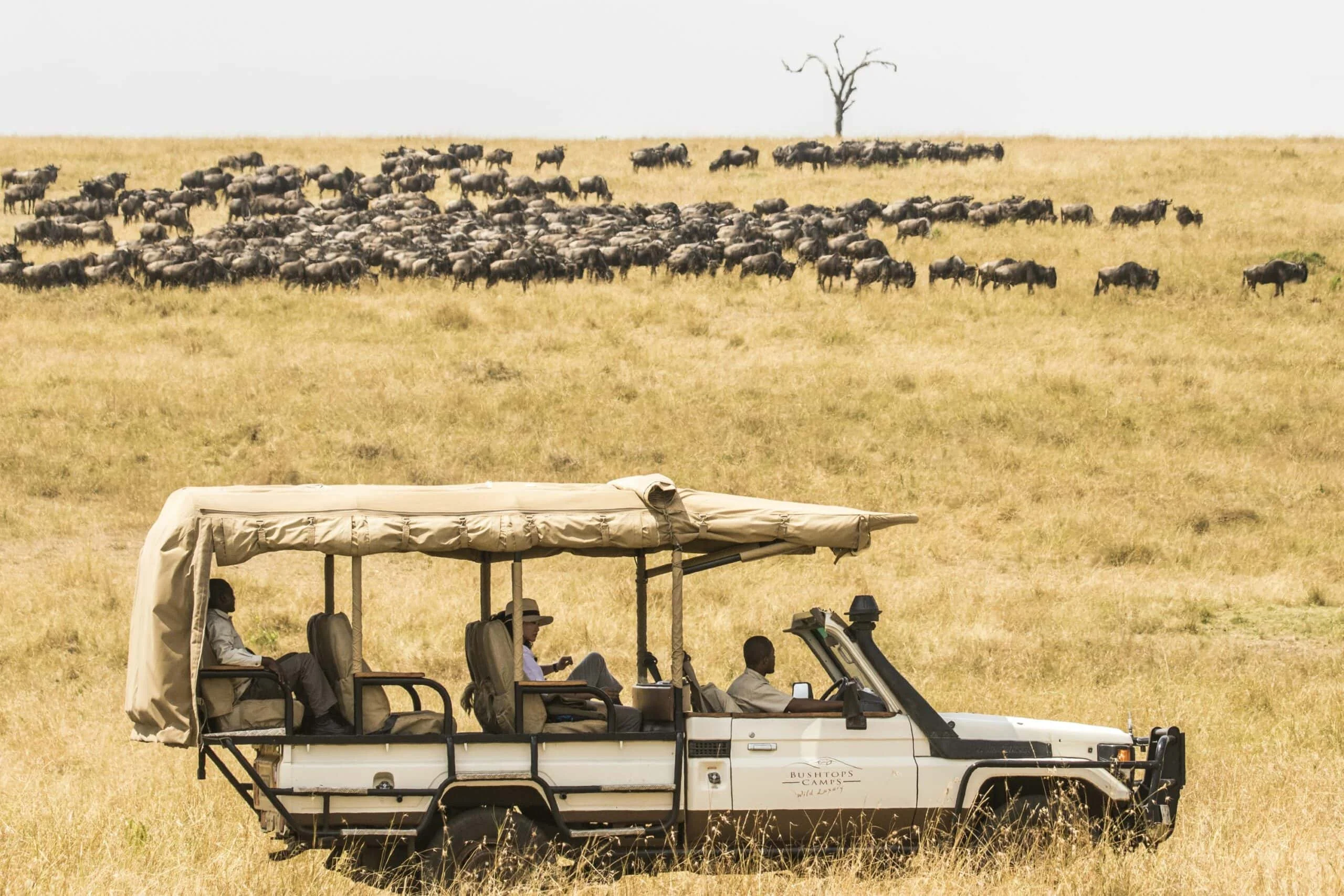 Safari game drive viewing the wildebeest migration in Kenya