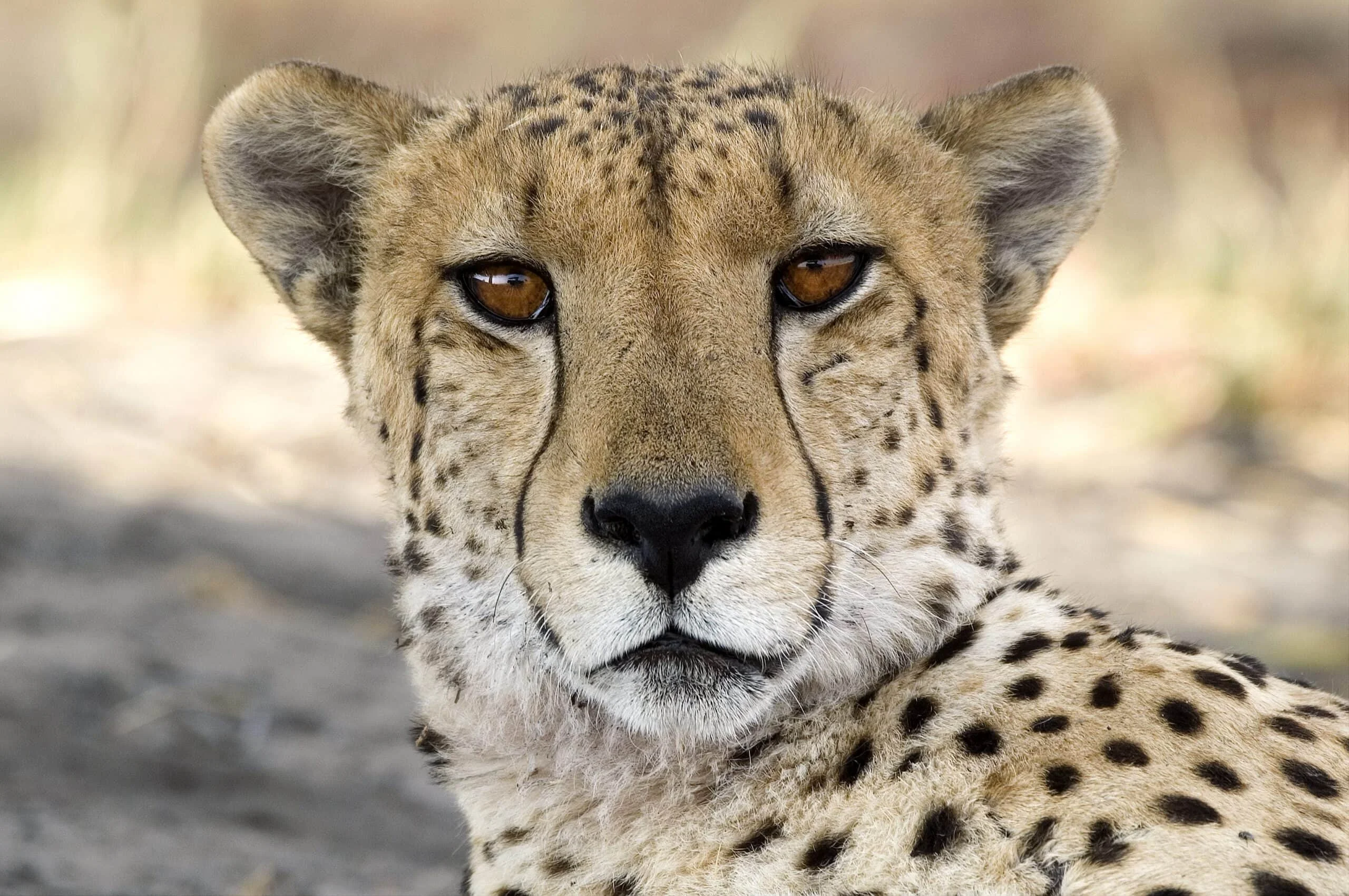 Timeless Africa Safaris image