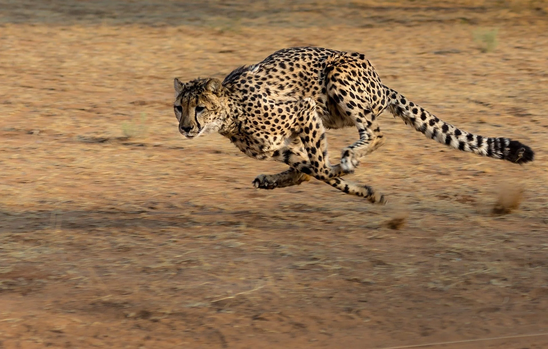 Timeless Africa Safaris image