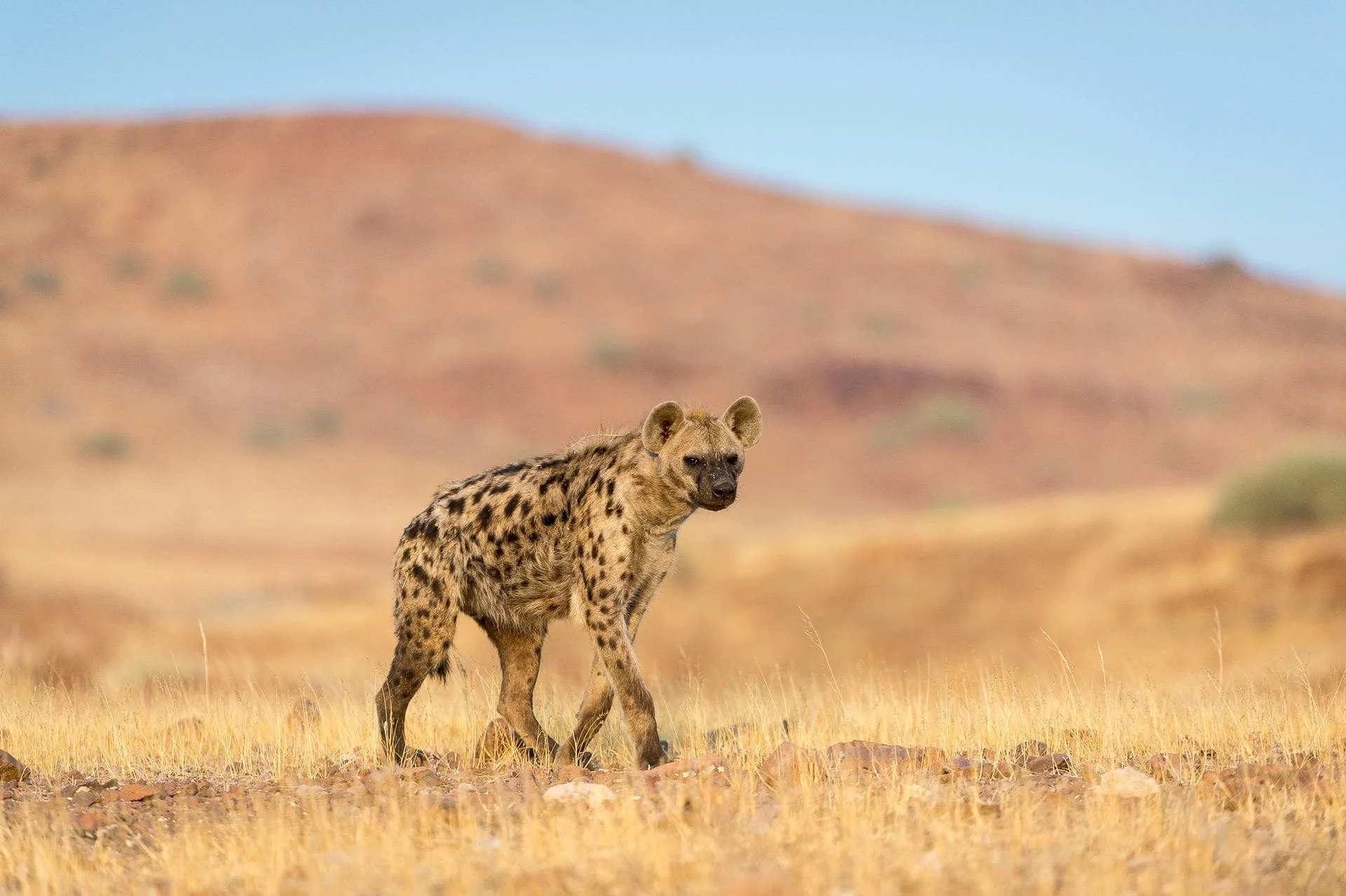 Timeless Africa Safaris image