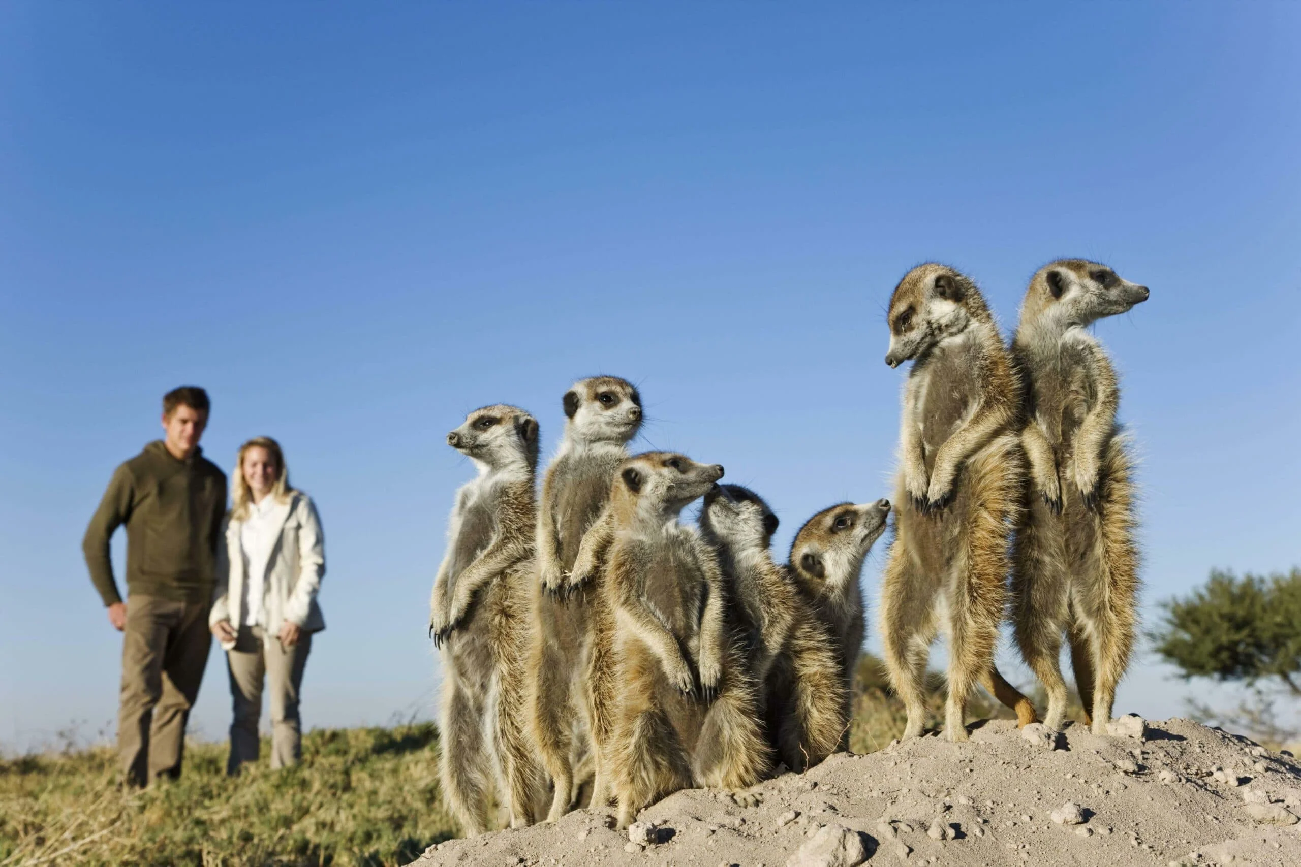 Timeless Africa Safaris image