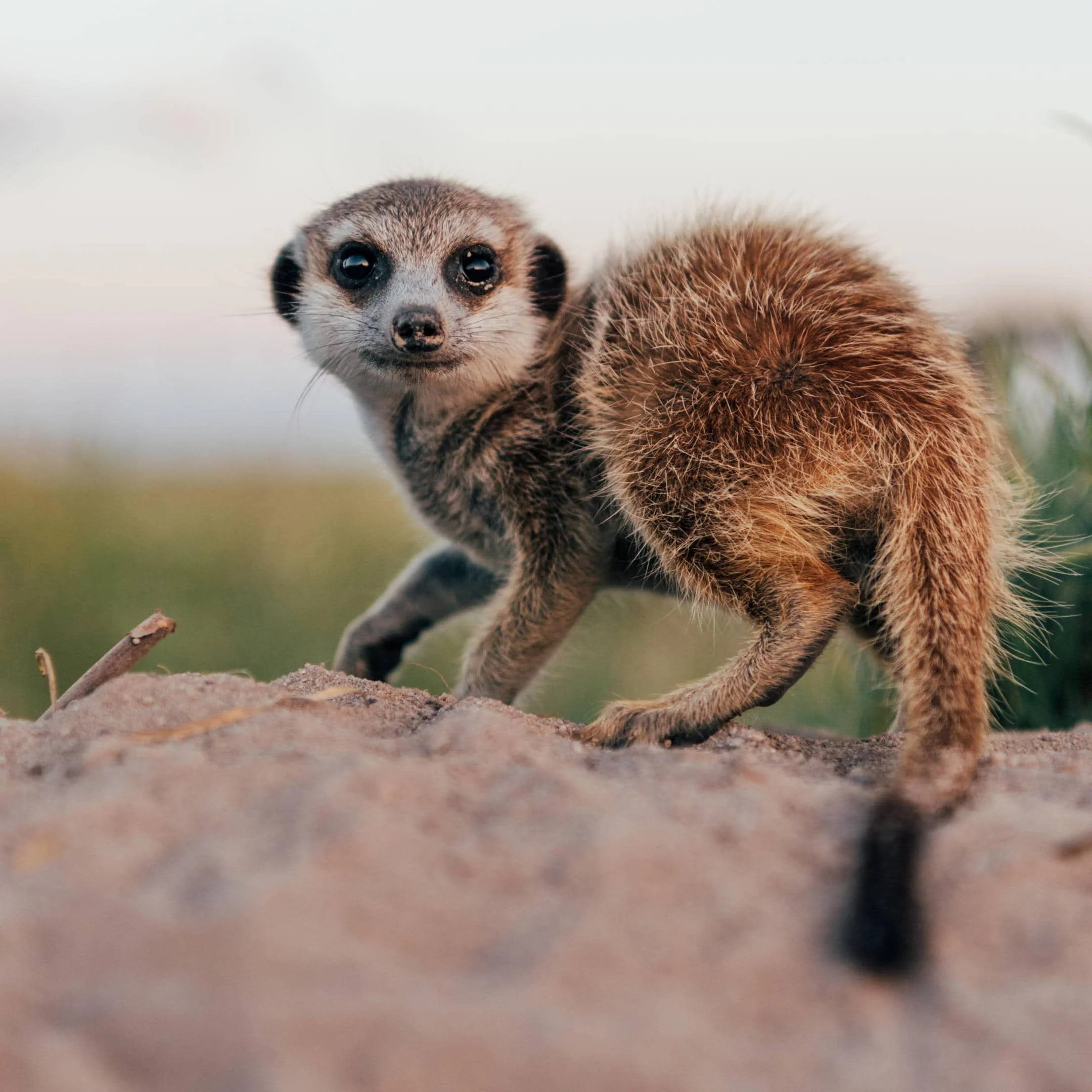 Timeless Africa Safaris image