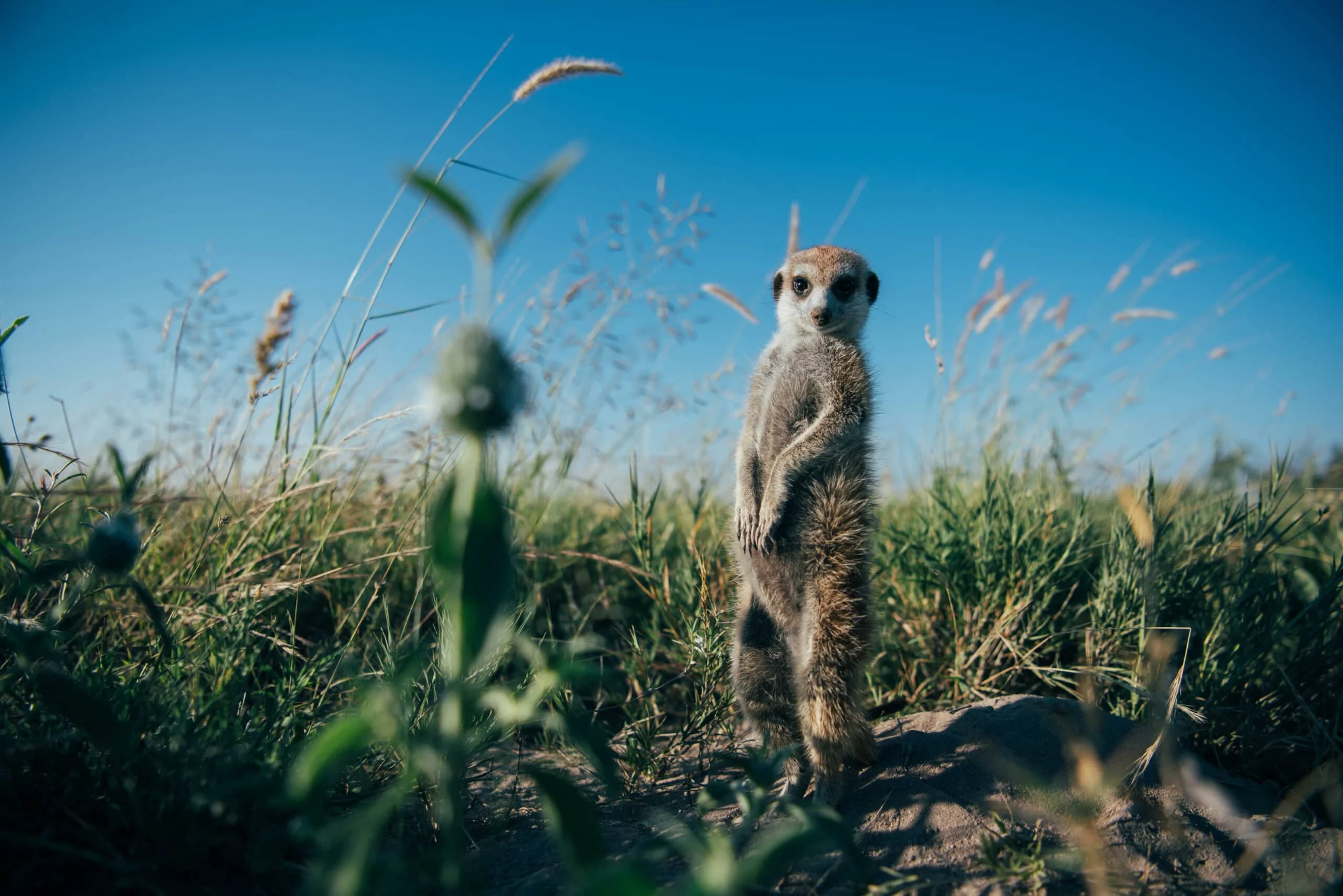 Timeless Africa Safaris image