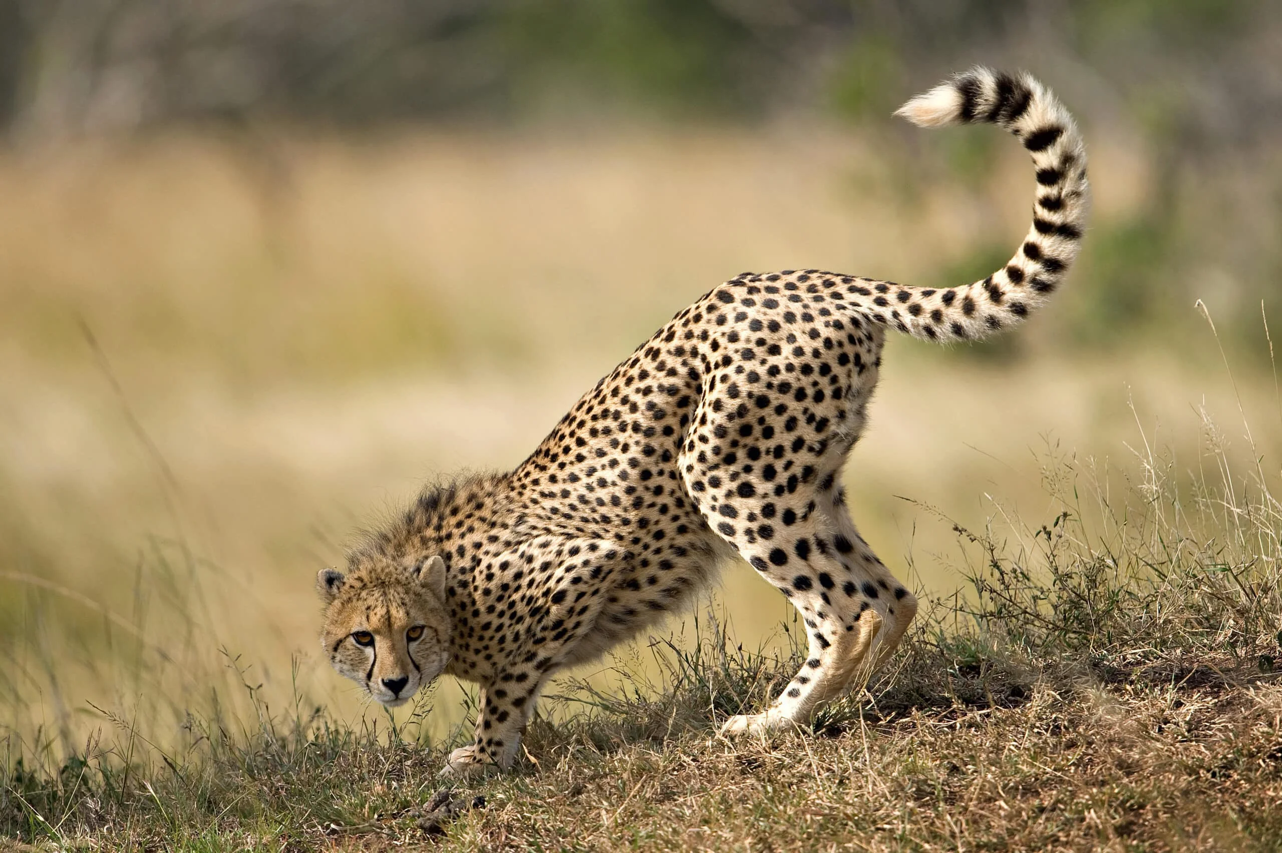 Timeless Africa Safaris image