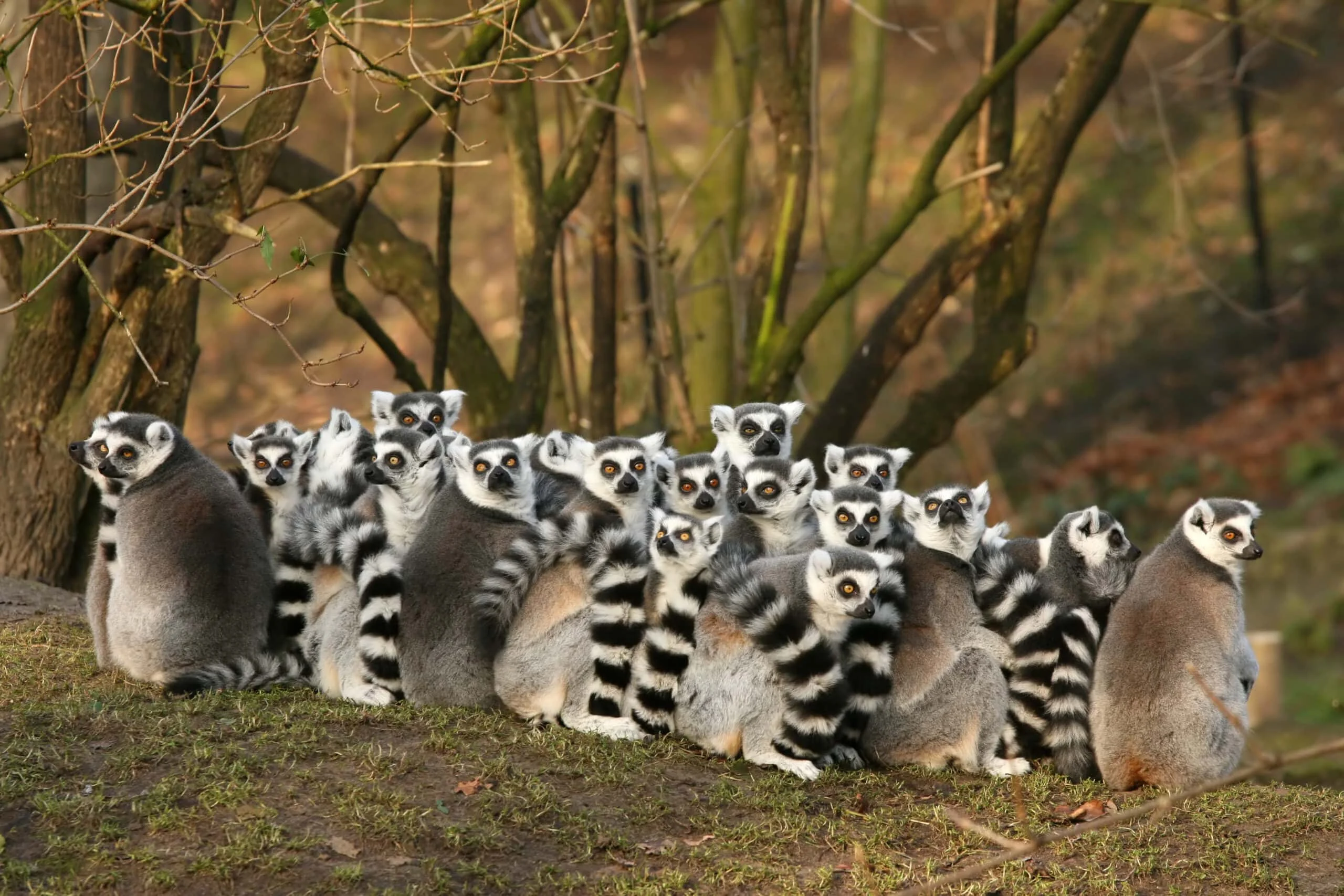 Timeless Africa Safaris image