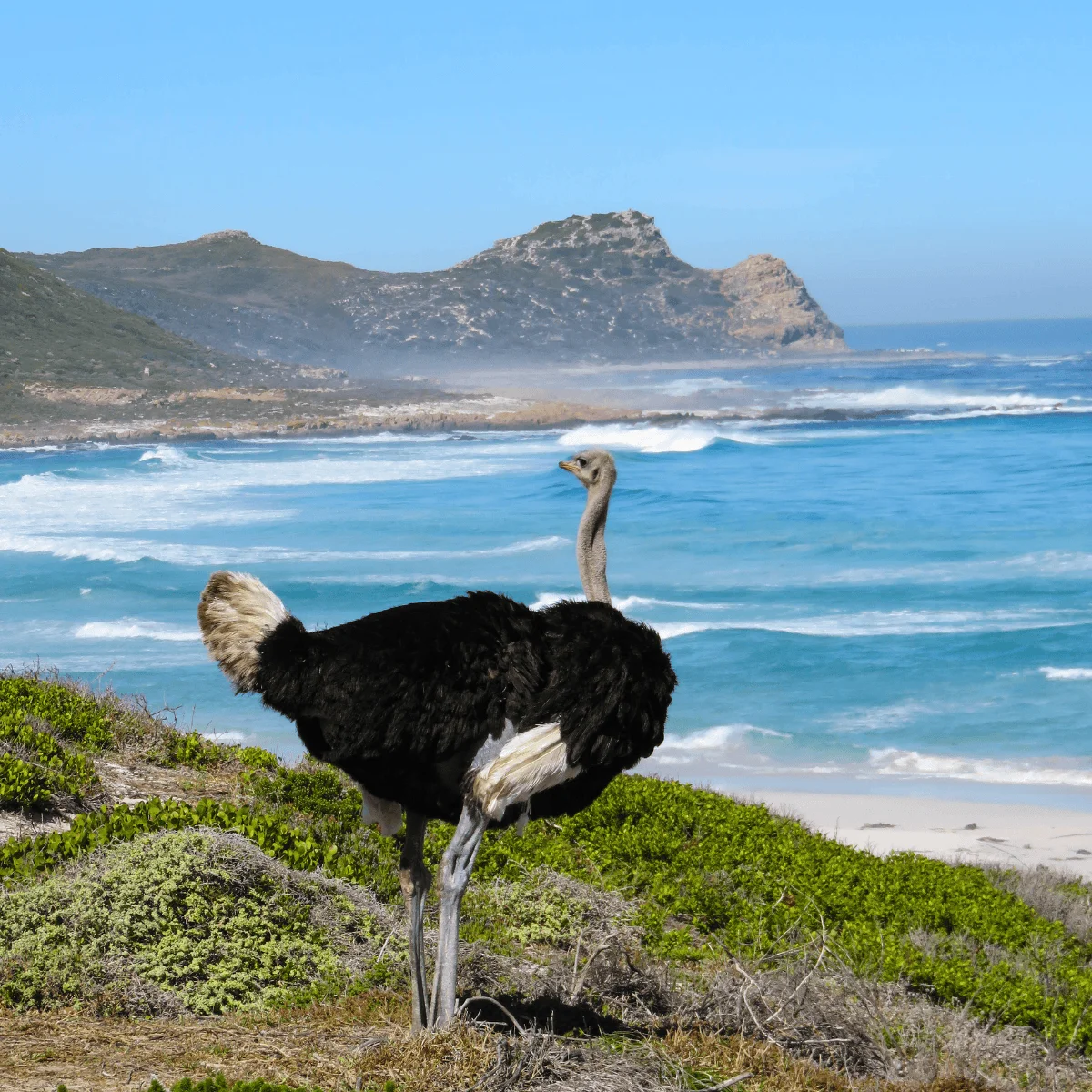 Timeless Africa Safaris image