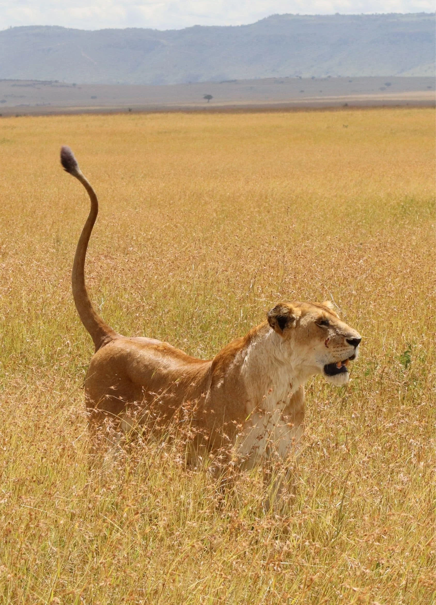 Timeless Africa Safaris image