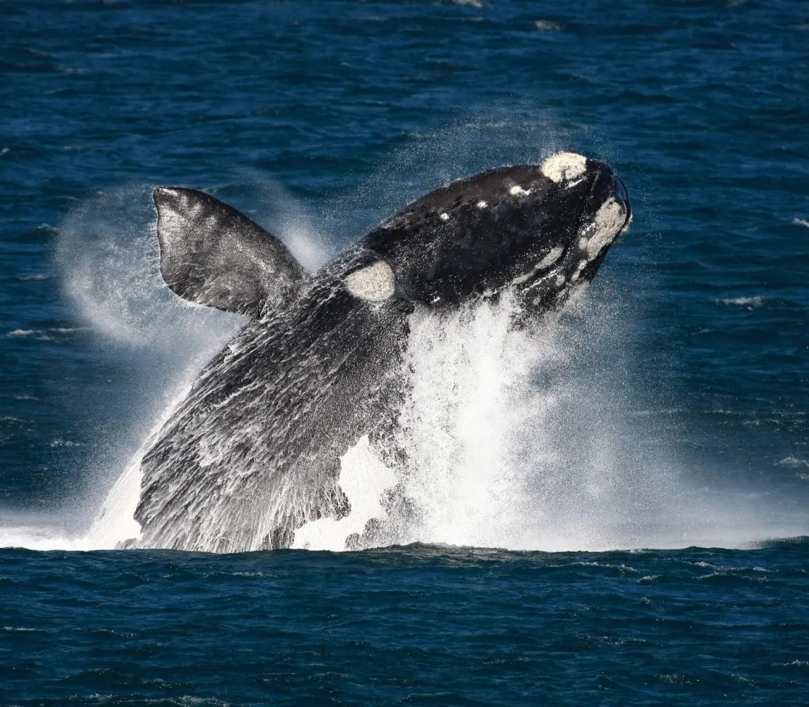 Whale Watching