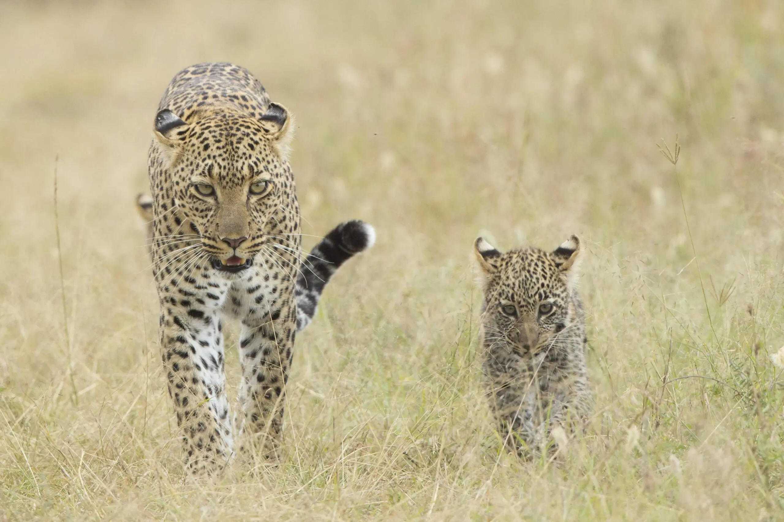 Timeless Africa Safaris image