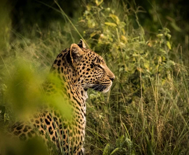 Timeless Africa Safaris image