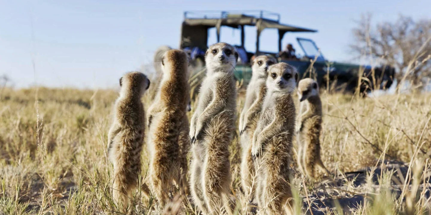 Timeless Africa Safaris image