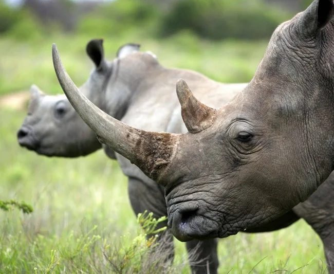 Timeless Africa Safaris image