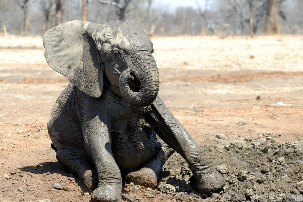 Timeless Africa Safaris image
