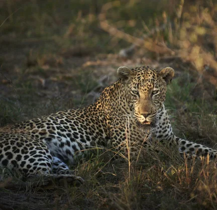 Timeless Africa Safaris image
