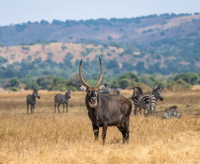 Timeless Africa Safaris image