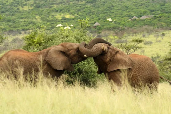 Timeless Africa Safaris image