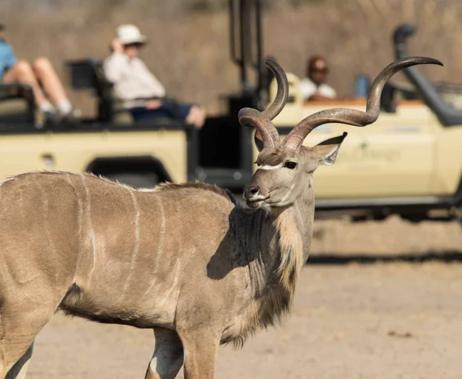 Timeless Africa Safaris image