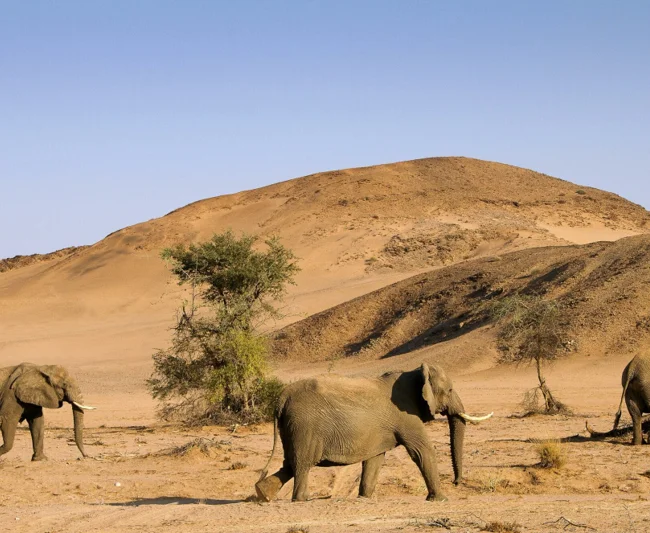 Timeless Africa Safaris image