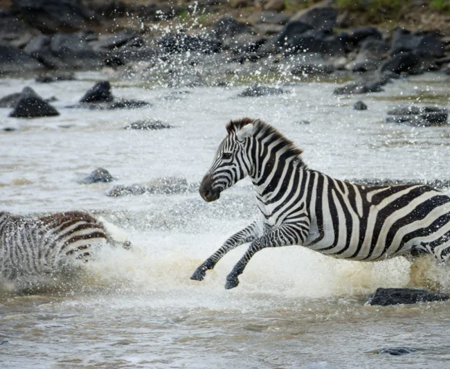 Timeless Africa Safaris image