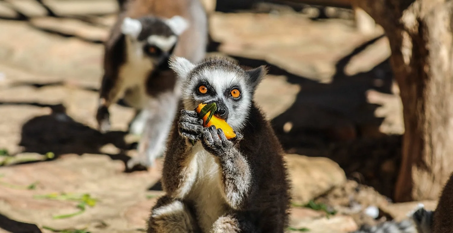 Timeless Africa Safaris image