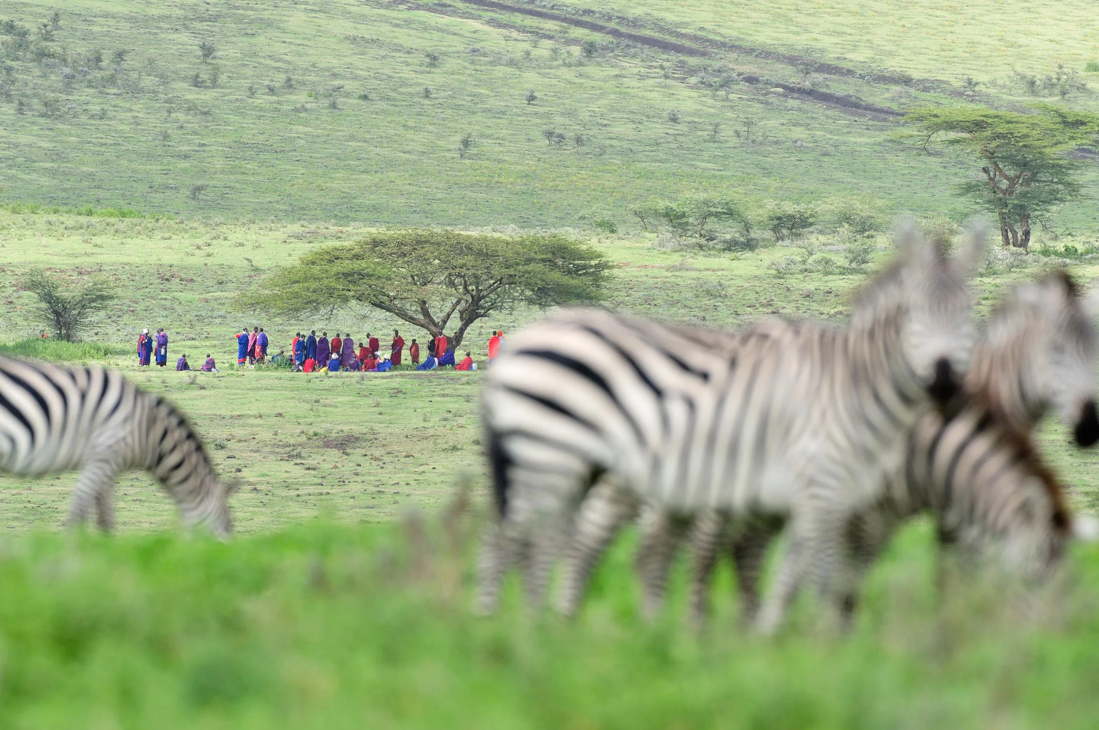 Timeless Africa Safaris image
