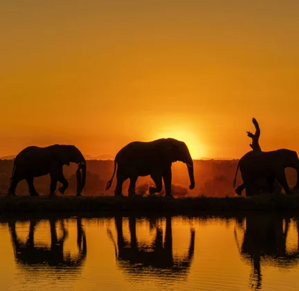 Timeless Africa Safaris image