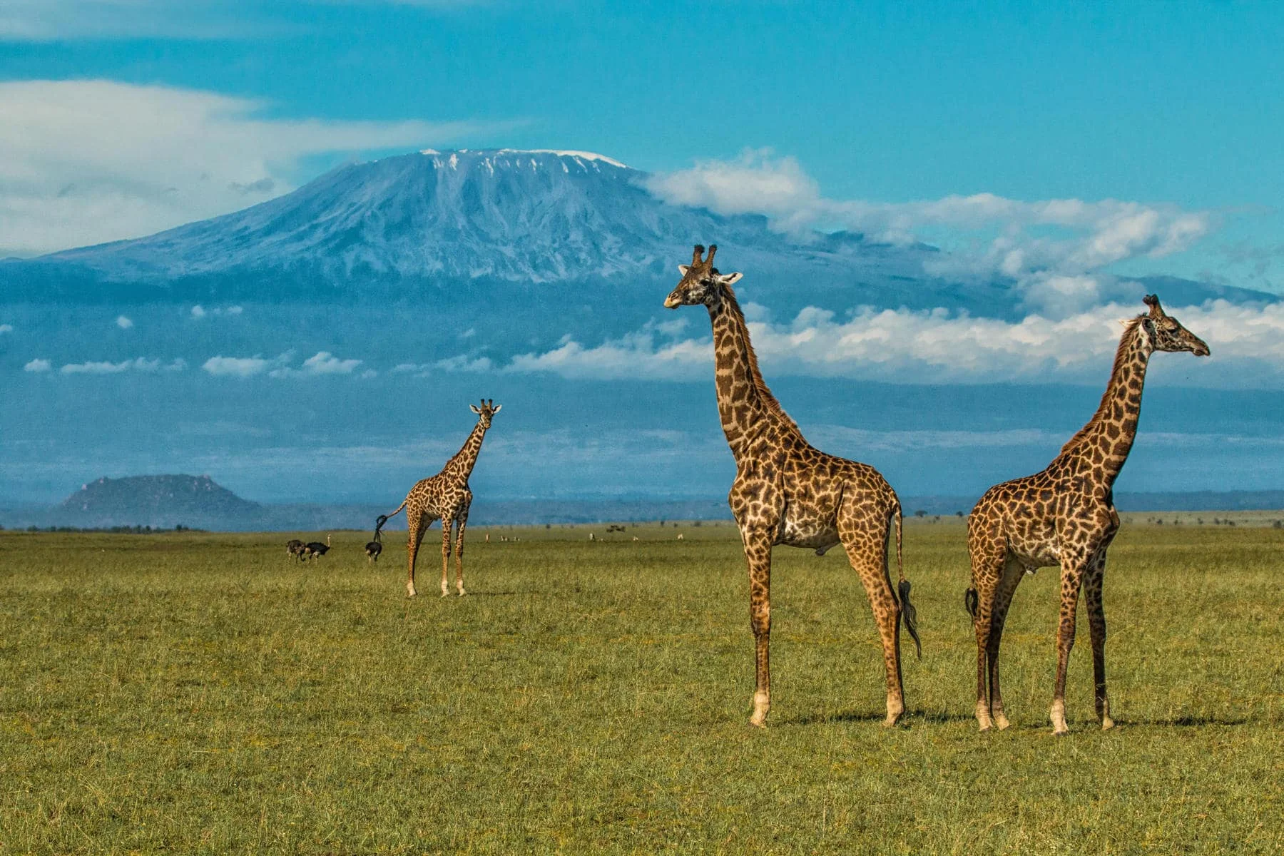 Timeless Africa Safaris image