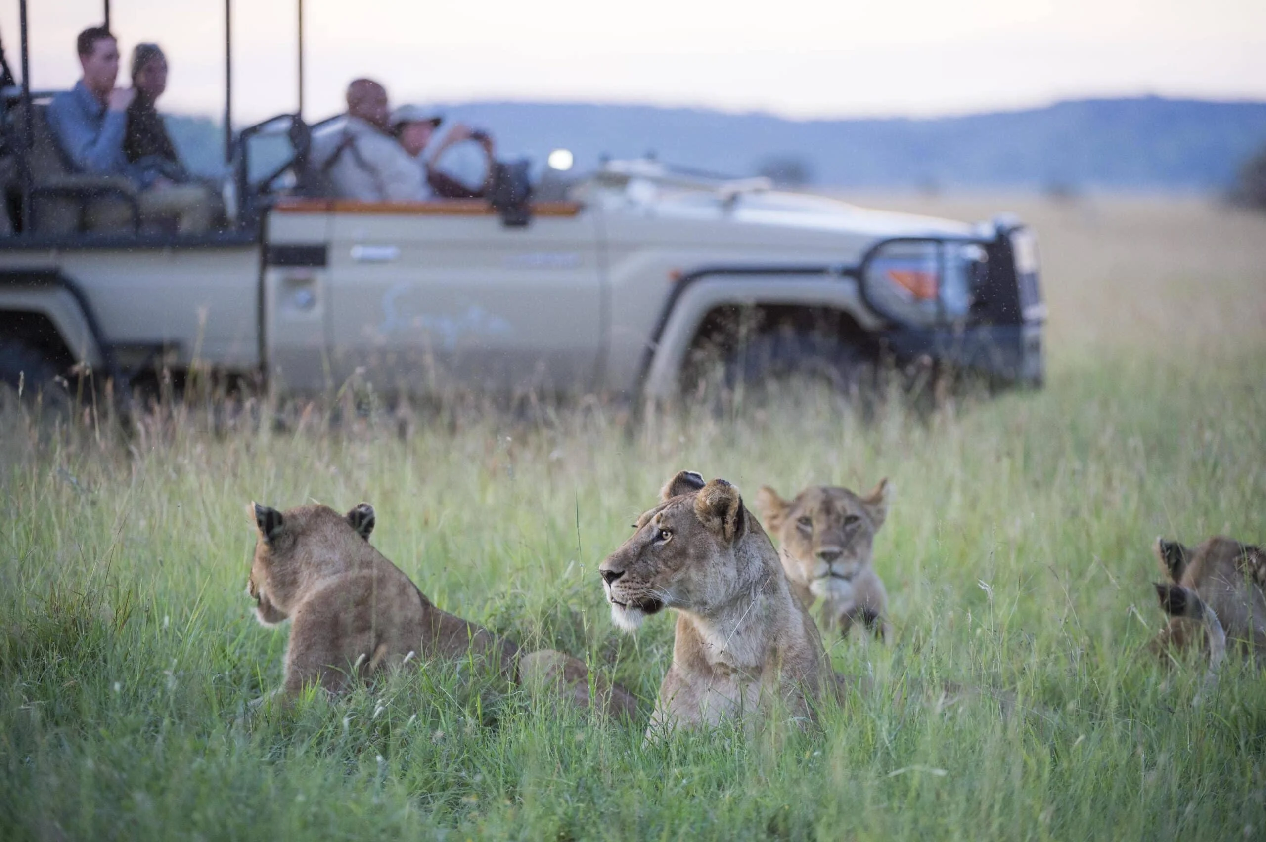 Timeless Africa Safaris image