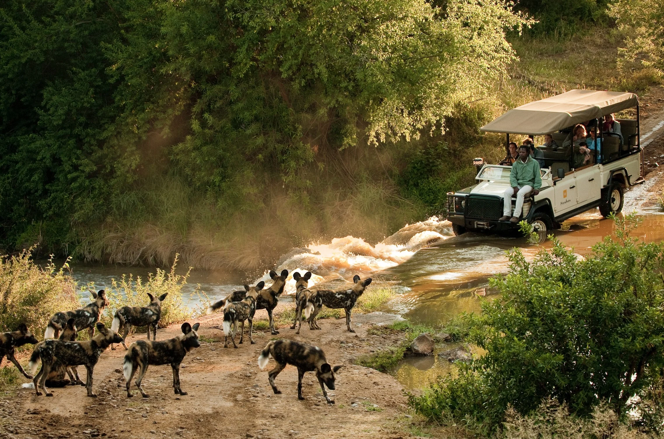 Timeless Africa Safaris image
