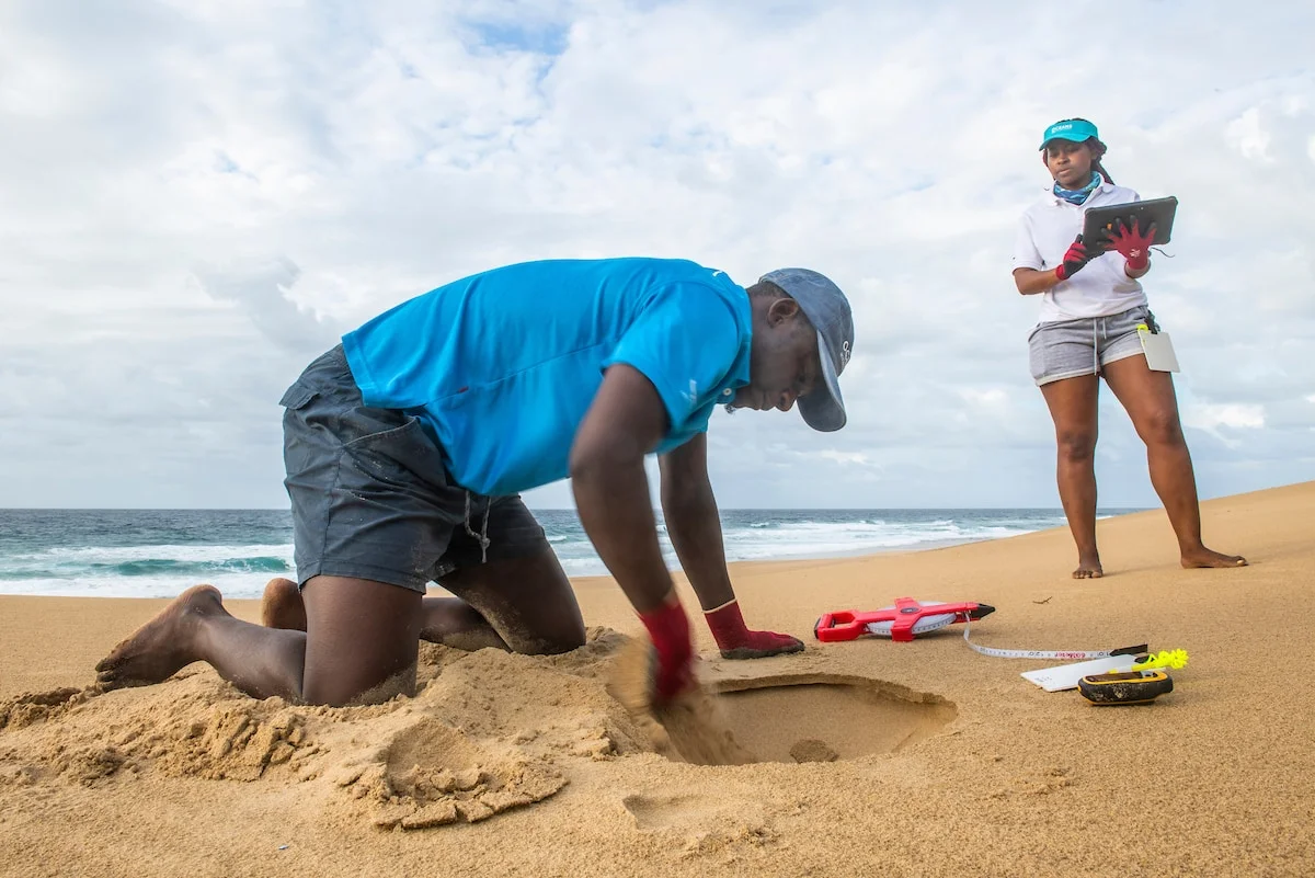 Pictured: Marine rangers from Oceans Without Borders monitoring turtle nests, Sodwana Bay, South Africa (© Peter Chadwick)