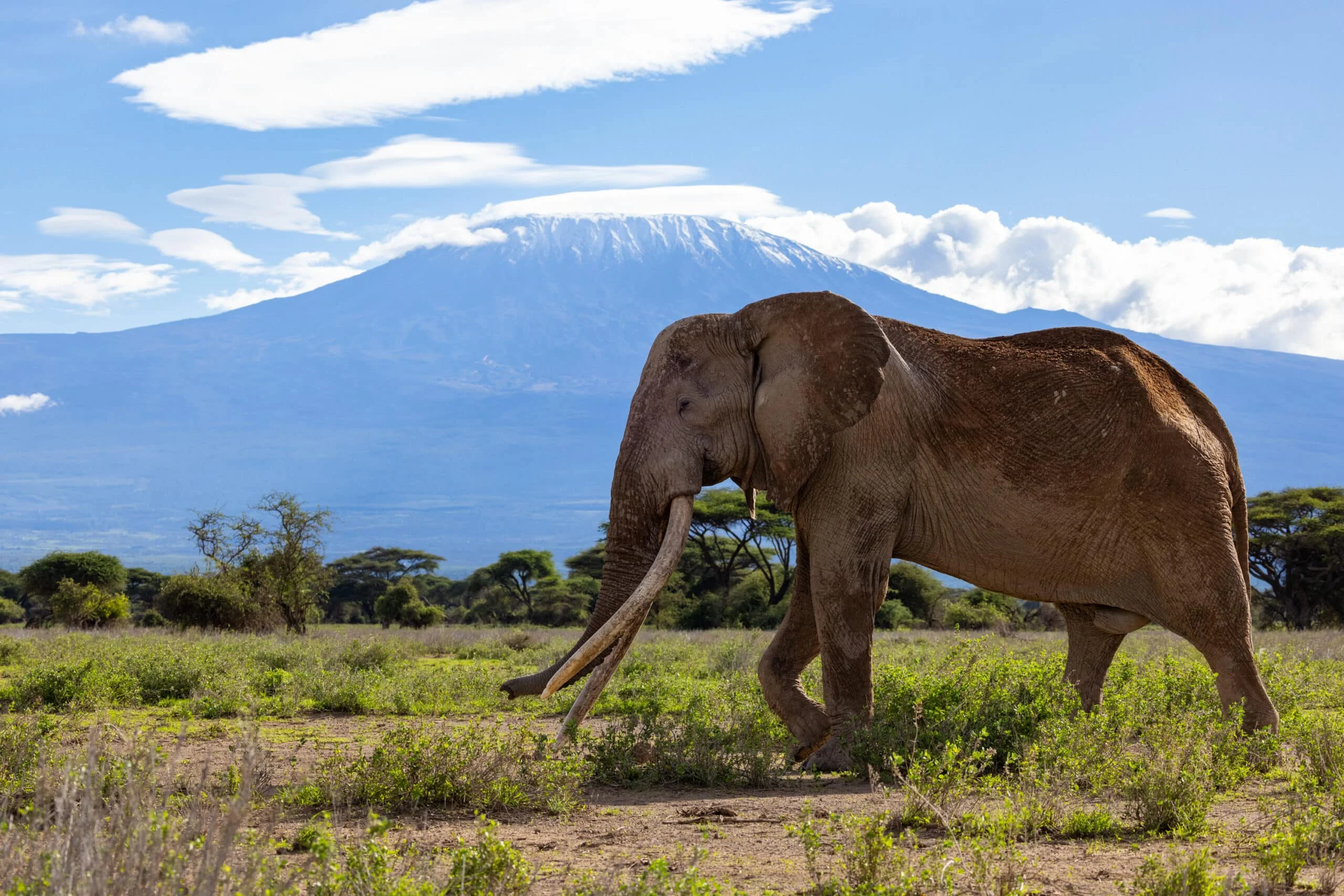 Timeless Africa Safaris image