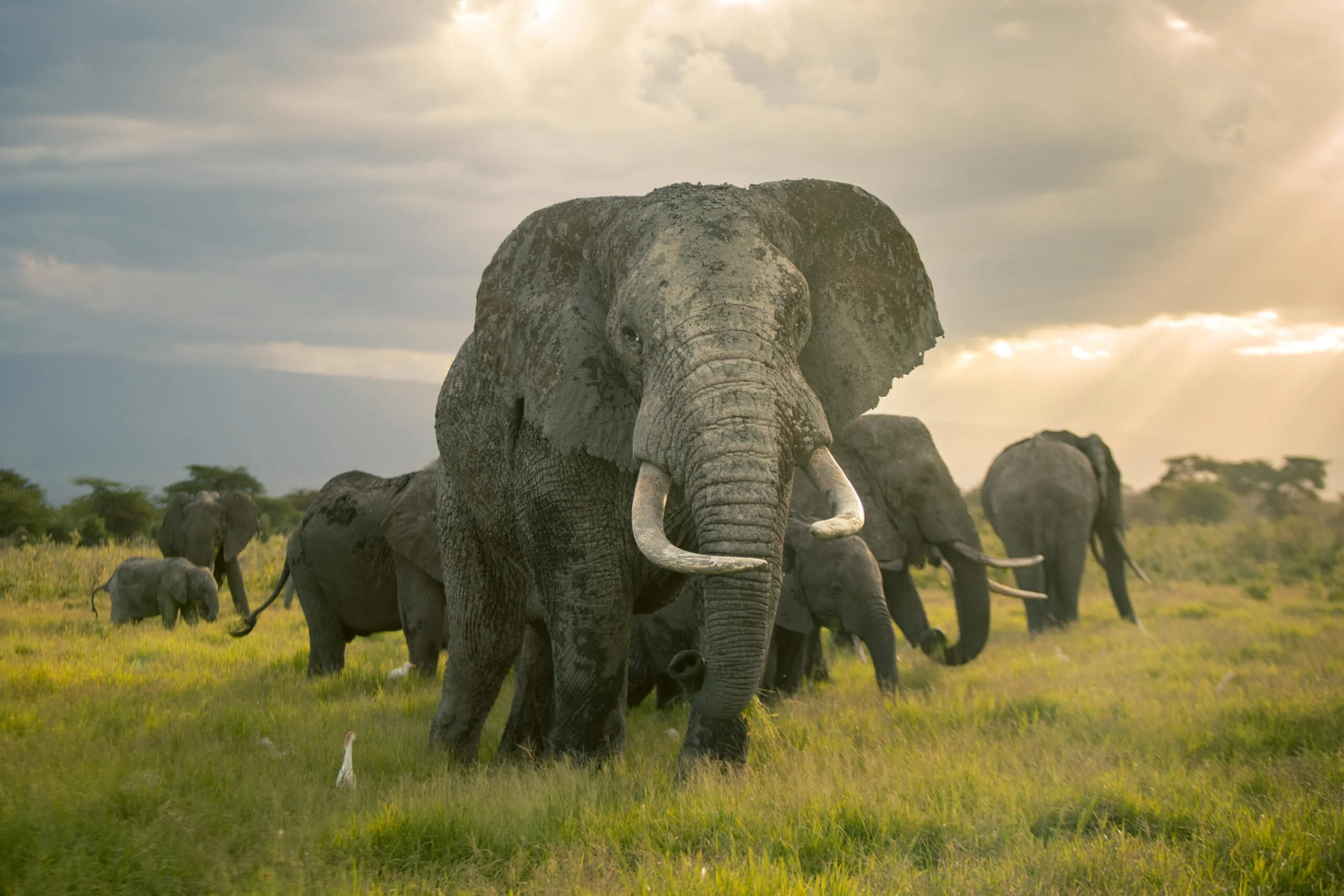 Timeless Africa Safaris image