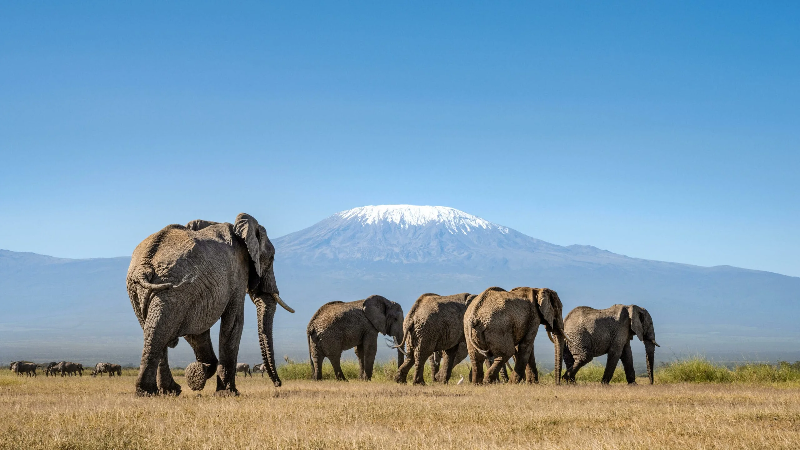 Timeless Africa Safaris image